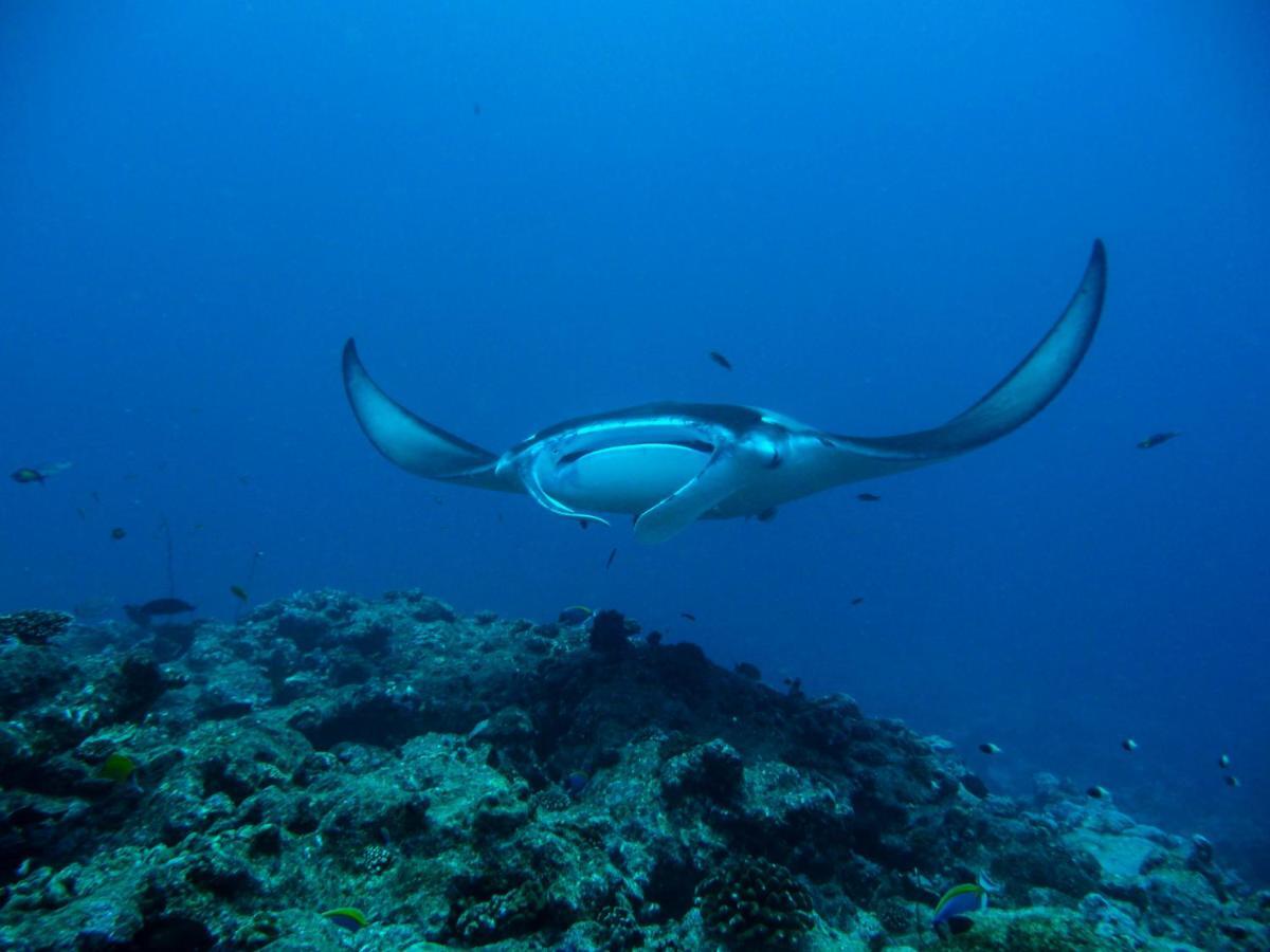 Complex Maldives